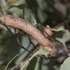 Gastrophora henricaria at Weetangera, ACT - 24 Feb 2023 11:23 AM