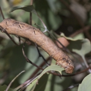 Gastrophora henricaria at Weetangera, ACT - 24 Feb 2023 11:23 AM