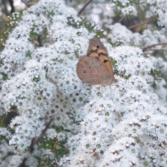 Heteronympha merope (Common Brown Butterfly) at Wirlinga, NSW - 25 Nov 2023 by RobCook