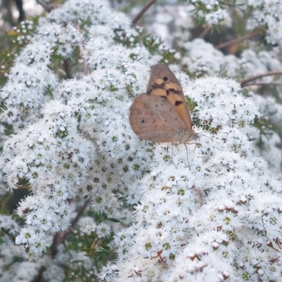 Heteronympha merope (Common Brown Butterfly) at Albury - 25 Nov 2023 by RobCook