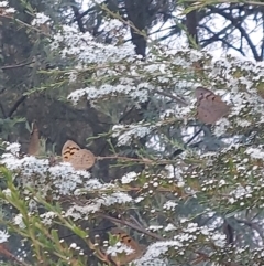 Heteronympha merope at Albury - 25 Nov 2023 05:01 PM