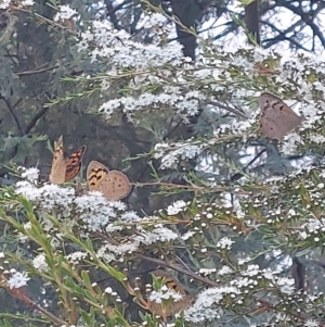 Heteronympha merope at Albury - 25 Nov 2023 05:01 PM