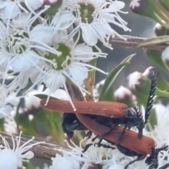 Porrostoma rhipidium (Long-nosed Lycid (Net-winged) beetle) at Wirlinga, NSW - 25 Nov 2023 by RobCook