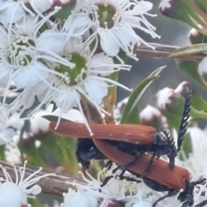 Porrostoma rhipidium at Albury - 25 Nov 2023