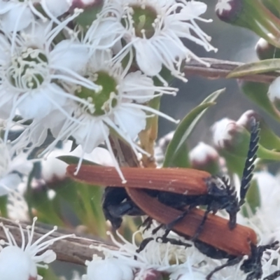 Porrostoma rhipidium (Long-nosed Lycid (Net-winged) beetle) at Wirlinga, NSW - 25 Nov 2023 by RobCook
