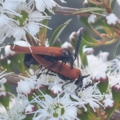 Porrostoma rhipidium at Albury - 25 Nov 2023