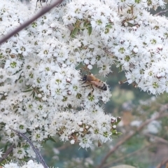 Apis mellifera (European honey bee) at Albury - 25 Nov 2023 by RobCook