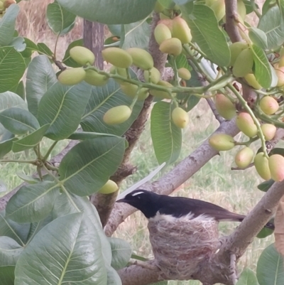 Rhipidura leucophrys (Willie Wagtail) at Albury - 25 Nov 2023 by RobCook