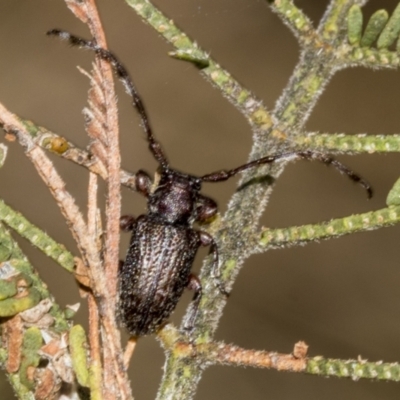 Ancita sp. (genus) (Longicorn or longhorn beetle) at Weetangera, ACT - 23 Feb 2023 by AlisonMilton