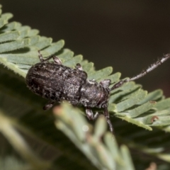 Ancita sp. (genus) (Longicorn or longhorn beetle) at The Pinnacle - 23 Feb 2023 by AlisonMilton