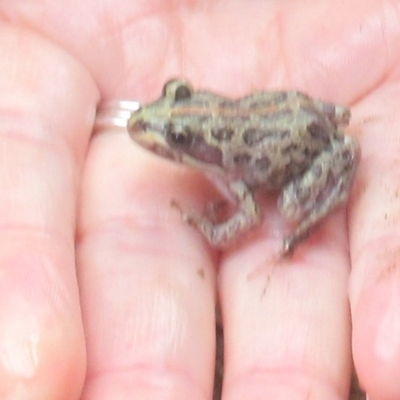 Limnodynastes tasmaniensis (Spotted Grass Frog) at West Wodonga, VIC - 29 Nov 2023 by KylieWaldon