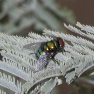 Unidentified Blow fly (Calliphoridae) at Weetangera, ACT - 23 Feb 2023 by AlisonMilton