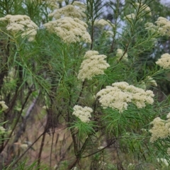 Cassinia longifolia (Shiny Cassinia, Cauliflower Bush) at Deakin, ACT - 29 Nov 2023 by Steve818