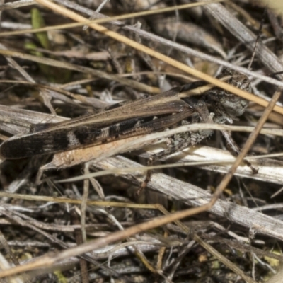 Heteropternis obscurella (A grasshopper) at Weetangera, ACT - 23 Feb 2023 by AlisonMilton