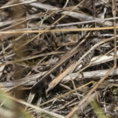 Heteropternis obscurella at The Pinnacle - 24 Feb 2023