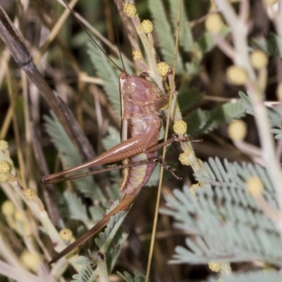 Conocephalus upoluensis (Meadow Katydid) at The Pinnacle - 23 Feb 2023 by AlisonMilton