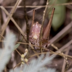 Conocephalus upoluensis at The Pinnacle - 24 Feb 2023