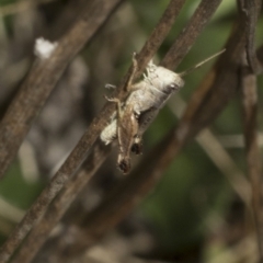 Acrididae sp. (family) (Unidentified Grasshopper) at Weetangera, ACT - 23 Feb 2023 by AlisonMilton