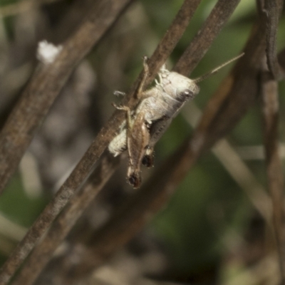 Acrididae sp. (family) (Unidentified Grasshopper) at The Pinnacle - 24 Feb 2023 by AlisonMilton