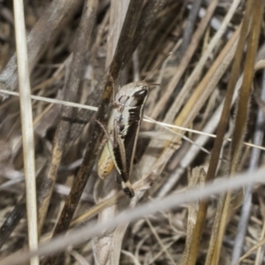 Macrotona australis at The Pinnacle - 24 Feb 2023