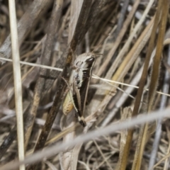 Macrotona australis (Common Macrotona Grasshopper) at Weetangera, ACT - 23 Feb 2023 by AlisonMilton