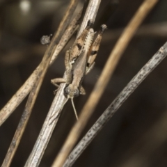 Phaulacridium vittatum (Wingless Grasshopper) at Weetangera, ACT - 23 Feb 2023 by AlisonMilton