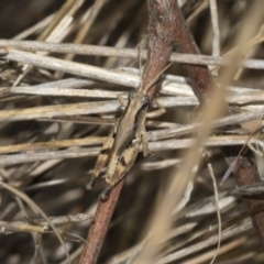 Phaulacridium vittatum at The Pinnacle - 24 Feb 2023 10:35 AM