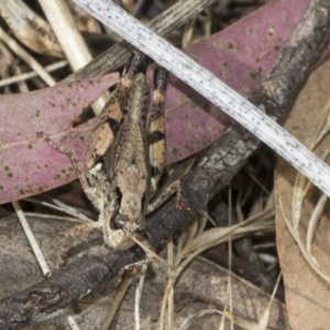 Phaulacridium vittatum at The Pinnacle - 24 Feb 2023