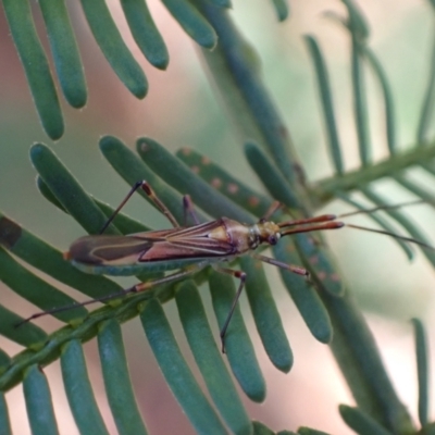 Rayieria acaciae (Acacia-spotting bug) at Murrumbateman, NSW - 26 Nov 2023 by SimoneC