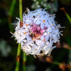 Platysace ericoides at Wallum - 20 Sep 2023 by mmpix