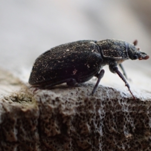 Ceratognathus sp. (genus) at Murrumbateman, NSW - 26 Nov 2023