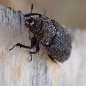 Ceratognathus sp. (genus) at Murrumbateman, NSW - 26 Nov 2023