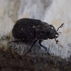 Ceratognathus sp. (genus) at Murrumbateman, NSW - 26 Nov 2023