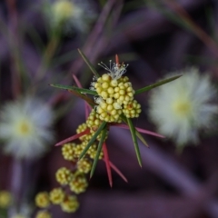 Acacia ulicifolia (Prickly Moses) at Wallum - 22 Sep 2023 by mmpix