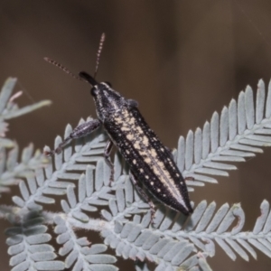 Rhinotia adelaidae at The Pinnacle - 24 Feb 2023