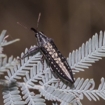 Rhinotia adelaidae (A belid weevil) at The Pinnacle - 24 Feb 2023 by AlisonMilton