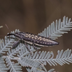 Rhinotia adelaidae at The Pinnacle - 24 Feb 2023