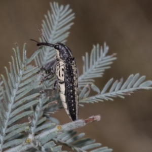 Rhinotia adelaidae at The Pinnacle - 24 Feb 2023