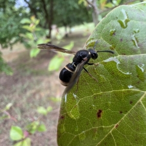 Paralastor sp. (genus) at Murrumbateman, NSW - 29 Nov 2023