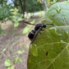 Paralastor sp. (genus) (Potter Wasp) at Murrumbateman, NSW - 29 Nov 2023 by SimoneC