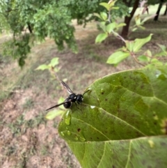 Paralastor sp. (genus) at Murrumbateman, NSW - 29 Nov 2023