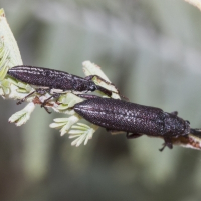 Rhinotia sparsa (A belid weevil) at Weetangera, ACT - 23 Feb 2023 by AlisonMilton