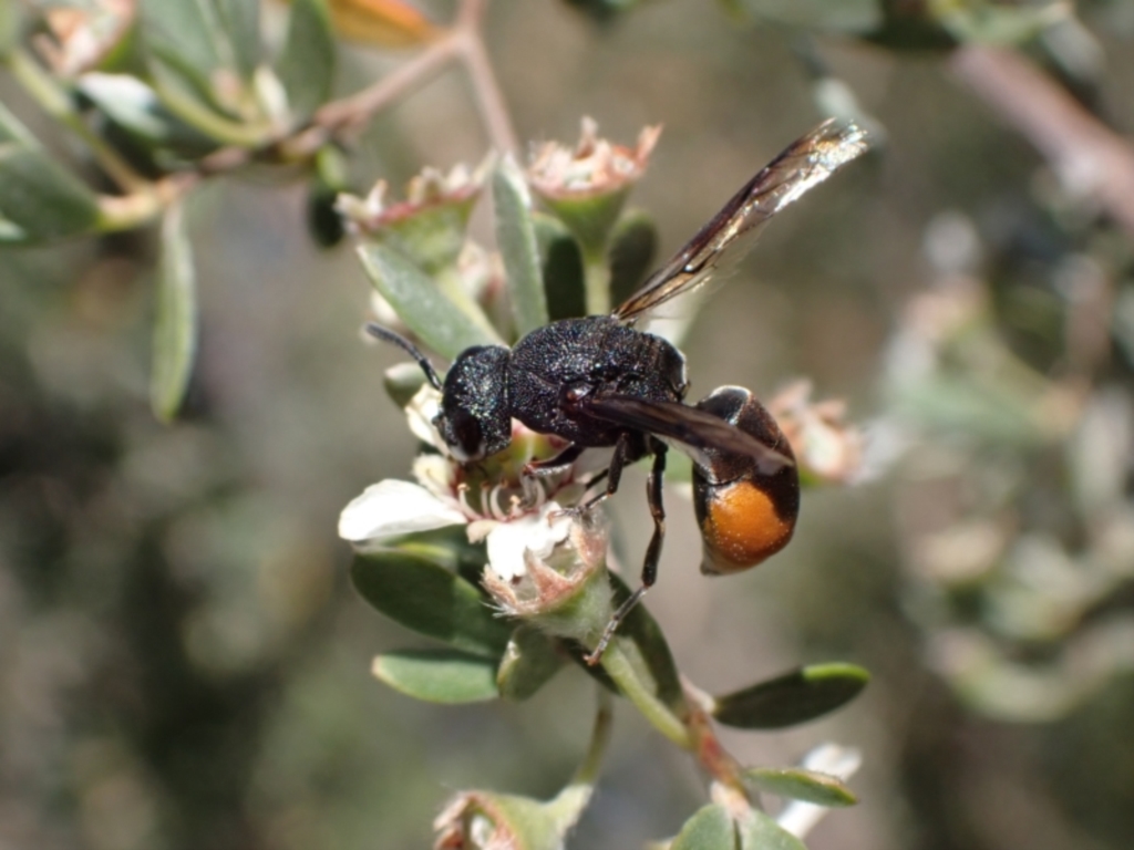 Paralastor sp. (genus) at Murrumbateman, NSW - 26 Nov 2023