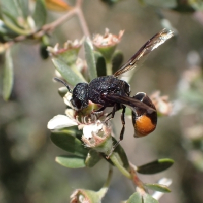 Paralastor sp. (genus) (Potter Wasp) at Murrumbateman, NSW - 26 Nov 2023 by SimoneC