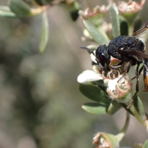 Paralastor sp. (genus) at Murrumbateman, NSW - 26 Nov 2023