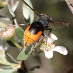 Paralastor sp. (genus) at Murrumbateman, NSW - 26 Nov 2023 04:38 PM