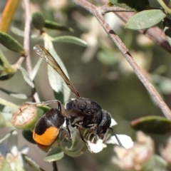 Paralastor sp. (genus) at Murrumbateman, NSW - 26 Nov 2023