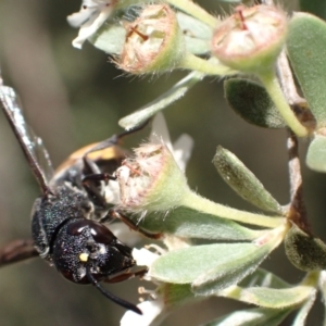 Paralastor sp. (genus) at Murrumbateman, NSW - 26 Nov 2023