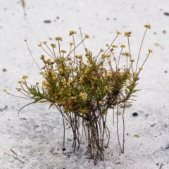 Unidentified Plant at Brunswick Heads, NSW - 22 Sep 2023 by mmpix