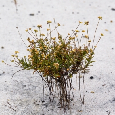 Unidentified Plant at Wallum - 22 Sep 2023 by mmpix